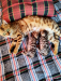 Bengal Cat Male Famle Kitten